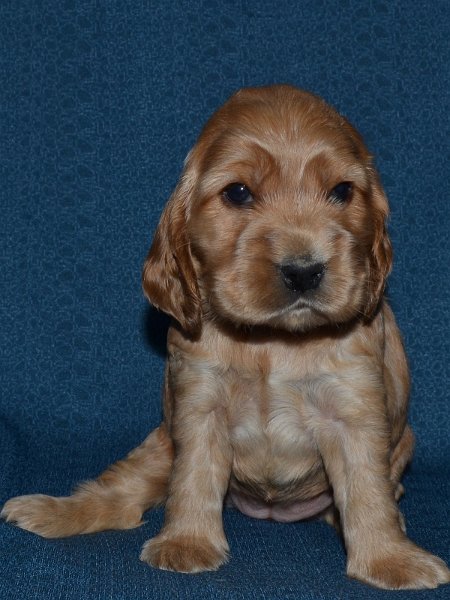 11 - žlutá fenka.JPG